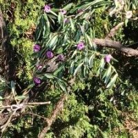 Delavnica IZDELOVANJE BUTAR IN CVETJA, Radenci 12.02. - 19.02.2026