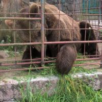 DI Hrastnik: Srečanje invalidov na Nanosu, julij 2016